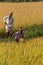 2 male workers in ripe rice field, Hunumanahalli, Karnataka, India