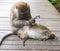 2 monkeys cleaning