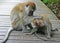 2 monkeys cleaning