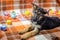 2 month old dog with toys. German Shepherd puppy