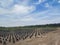 2 month old oil palm nursery, Kisaran, Asahan, North Sumatra