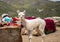 2 month old young alpaca standing near peruvian fabric market for tourists