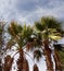 2 moroccan palm trees in sunny day