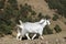 2 mountain goats walking along a Himalayan trail