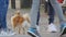 2 October 2021 - Strasbourg, France: A small funny Spitz dog on a leash walks at the feet on crowd of tourists on the