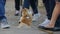 2 October 2021 - Strasbourg, France: A small funny Spitz dog on a leash walks at the feet on crowd of tourists on the