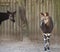 2 Okapi standing by fence in Zoo