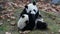 2 panda cub are playing on the green yard, China