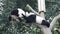 2 Panda Cubs are Playing on the Tree