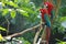 2 parrots sitting on a branch