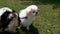 2 Pekingese Pups out on a Walk