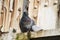 2 pigeons on a rusty bridge