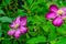 2 pink close-up clematis flowers on blurry green garden background