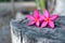 2 pink plumeria flowers falling