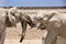 2 playful elephants in Etosha