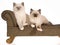 2 Playful Ragdoll kittens on brown couch