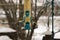 2 plump sparrows feeding on a teal bird feeder in the snow in Minnesota