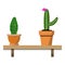 2 potted cactus plants in nice colorful flower pots against white wall. House plants on woden shelf isolated on white