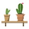 2 potted cactus plants in proper colorful flower pots against white wall. House plants on woden shelf isolated on white
