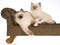 2 Pretty Ragdoll kittens on brown couch