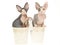 2 Pretty Sphynx kittens in double buckets