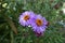 2 purple flower heads of Symphyotrichum novae-angliae