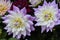 2 Purple Yellow and White Dahlias