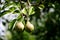 2 quinces on the branch in the mature phase