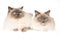 2 Ragdoll cats on white background