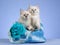 2 Ragdoll kittens sitting in blue handbag