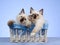 2 Ragdoll kittens sitting in white basket