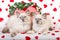 2 Ragdoll kittens with Valentine props