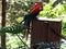 2 red macaw at zoo