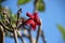 2 Red plumeria or frangipani flower on leafless tree branches