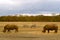 2 rhinos and 2 zebras in African landscape (Kenya)