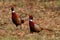 2 Ringneck Pheasants at Carlyle Lake in IL