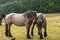 2 Roan colored Belgian work horses, Domein Bokrijk, Genk, Belgium