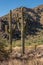 2 Saguaros side by side in desert in Arizona