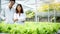 2 Scientists stand in a farmer`s hydroponic farm growing a vegetable organic salad and lettuce