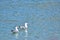 2 seagull in the water waiting for food , lake geneva Switzerland