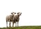 2 sheep on a hill, grass and white isolated sky