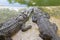 2 Siamese Crocodiles resting on the cement floor near green wate