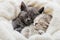 2 sleepy kittens with paws sleep comfortably in white blanket. Family couple cats resting together. Two gray and tabby beautiful