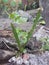 2 small ferns that grow between the fence