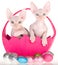 2 Sphynx kittens in Easter basket