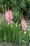 2 spikes of pink flowers of Gladiolus hortulanus