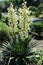 2 spikes of white flowers of Yucca filamentosa