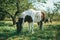 2 spotted ponies of brown and white colors graze on the lawn in the midst of a magnificent apple orchard on a bright