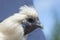 2 - Super close up white silkie chicken head portrait