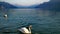 2 swan coming on lake geneva with the colors of sunrise over swiss alps on the background